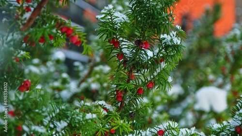 Foto European English Common Yew Garden Shrub with Ripe Red Berry Fruit Hanging from