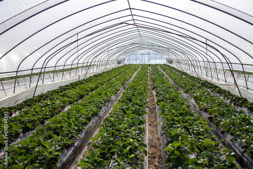 Strawberry farm in a warm house