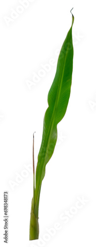 Green leaf of a corn plant isolated on white background. Clipping path