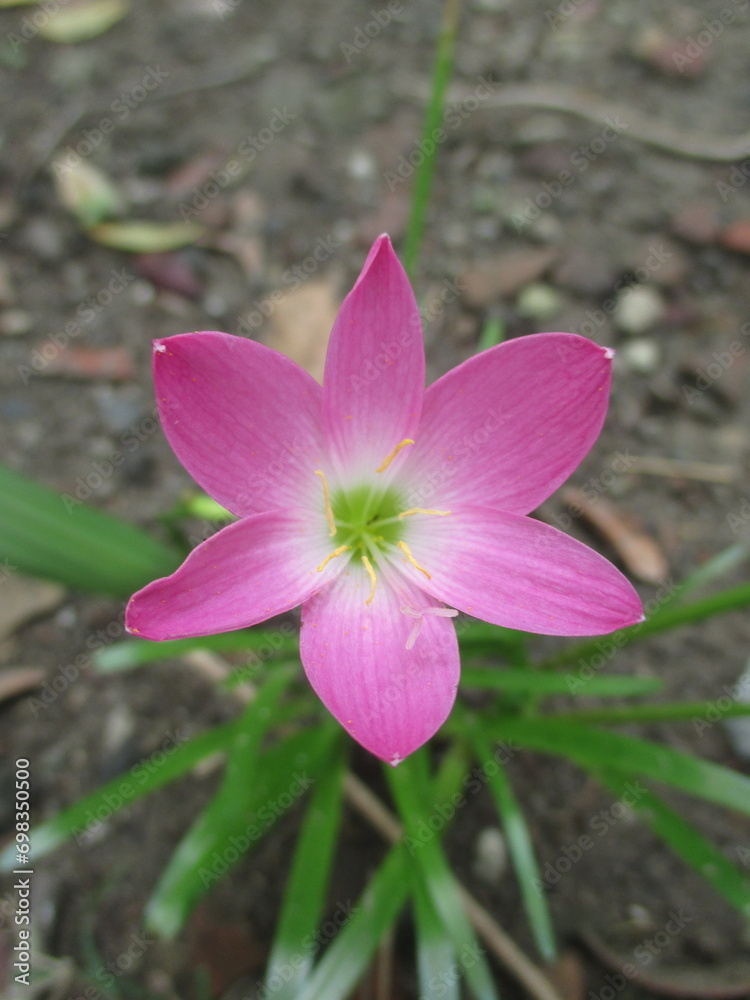 Pink flowers blooming in front of the house beautify the view Pink flowers blooming in front of the house beautify the view