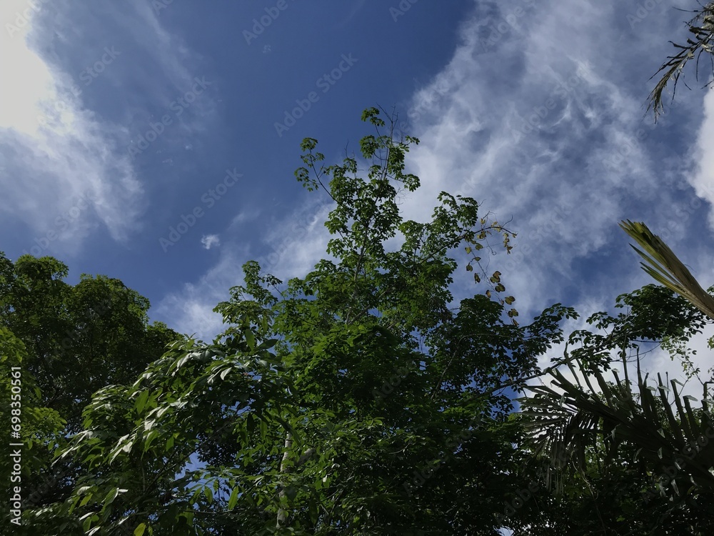 blue sky with cloud and tree . clouds beauty