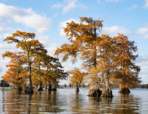 Group of Sunlit Bald Cypress Trees with Autumn Foliage