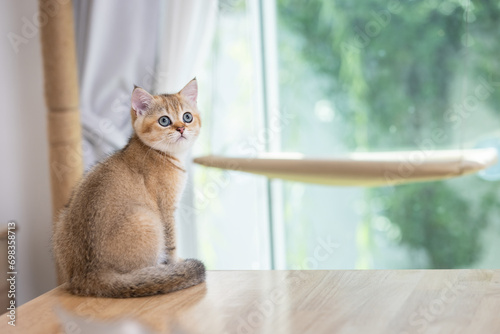 A fluffy brown kitten sat on the table by the window and stared at something curiously.