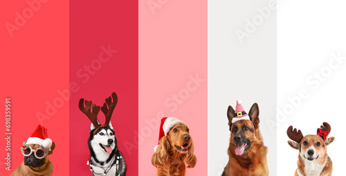 Photography Set of dogs wearing Santa hats and deer antlers on color background