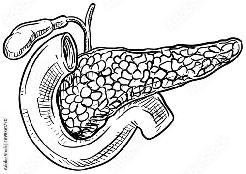 pancreas handdrawn illustration
