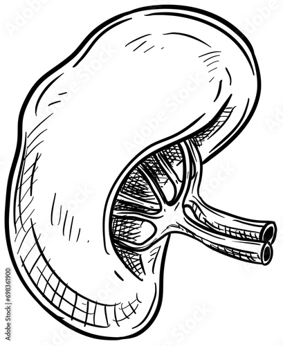 kidney organs handdrawn illustration