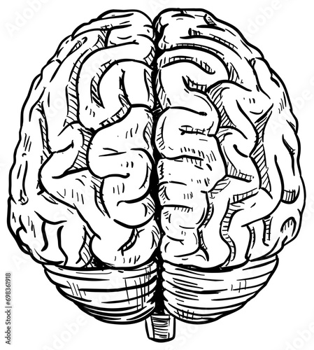 human brain handdrawn illustration