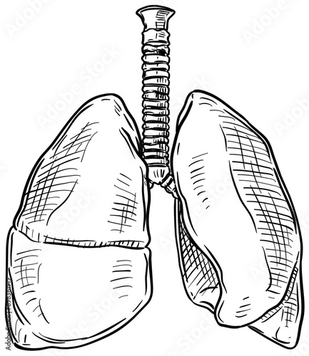 lung organs handdrawn illustration
