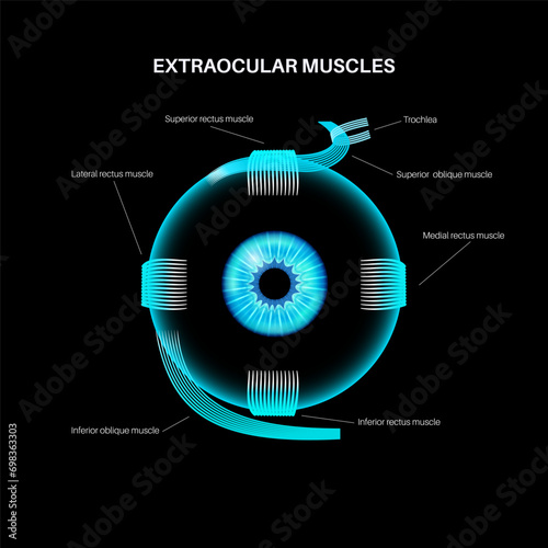 Extraocular muscles anatomy