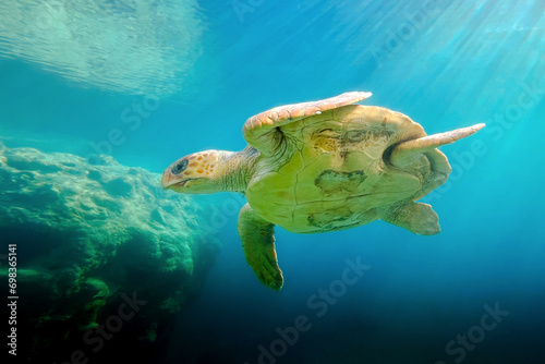Underwater view of a beautiful sea turtle © Gael Fontaine