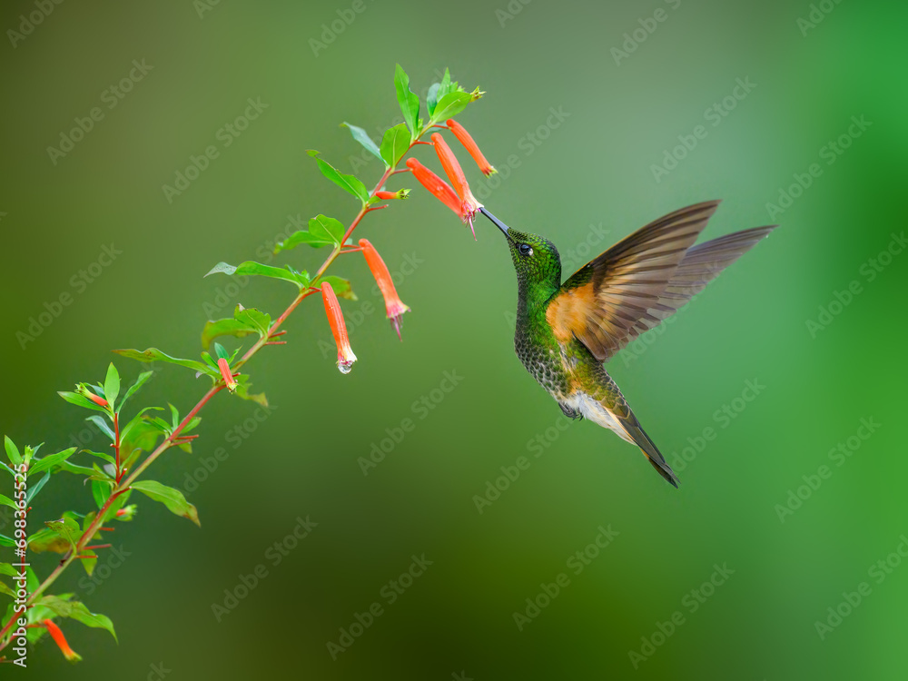 Fototapeta premium Buff-tailed Coronet in flight collecting nectar from orange flower on green background