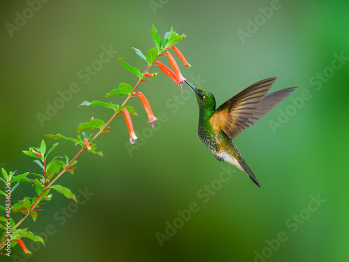 Buff-tailed Coronet in flight collecting nectar from orange flower on green background photo