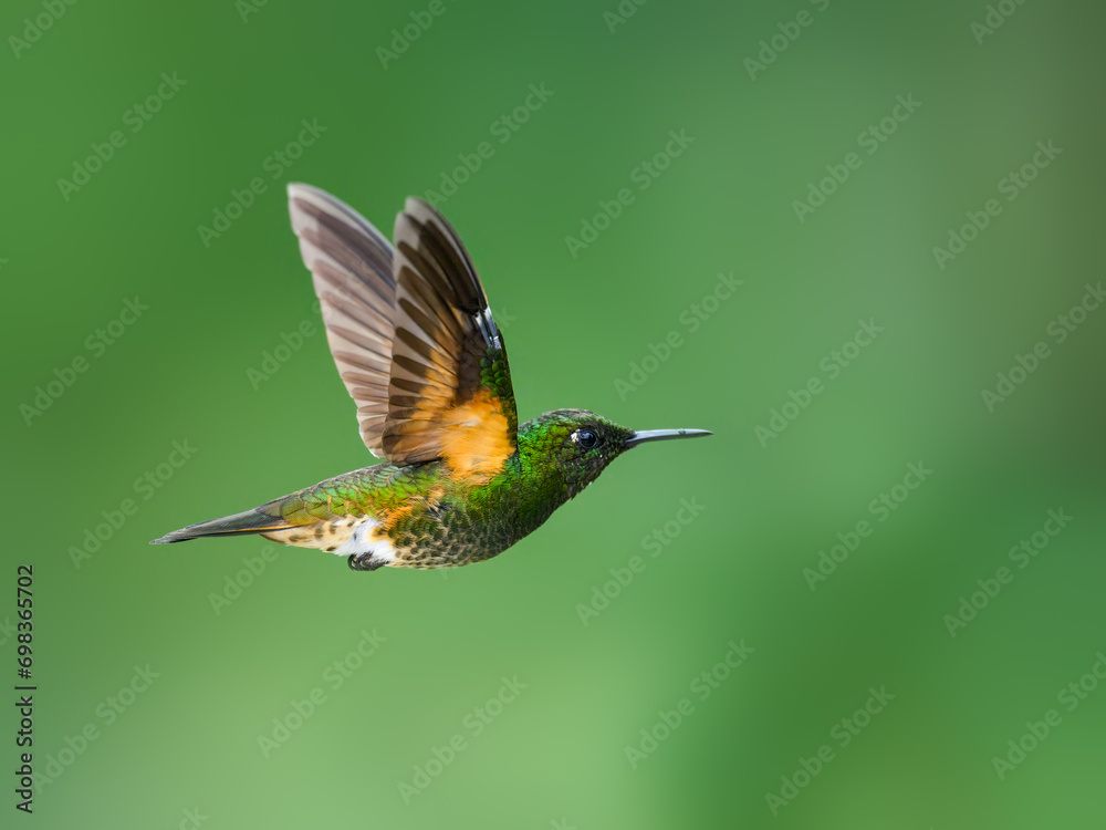 Fototapeta premium Buff-tailed Coronet in flight on green background