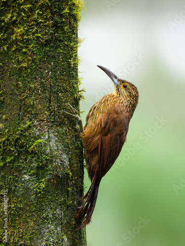 Strong-billed Woodcreeper portrait on tree trunk photo