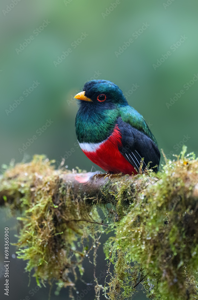 Obraz premium Masked Trogon