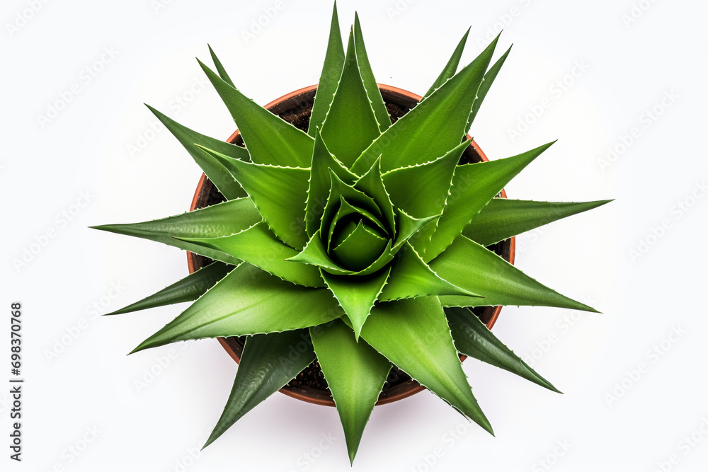 Top View of Agave in Pot isolated on white background Top View of Agave in Pot isolated on white background