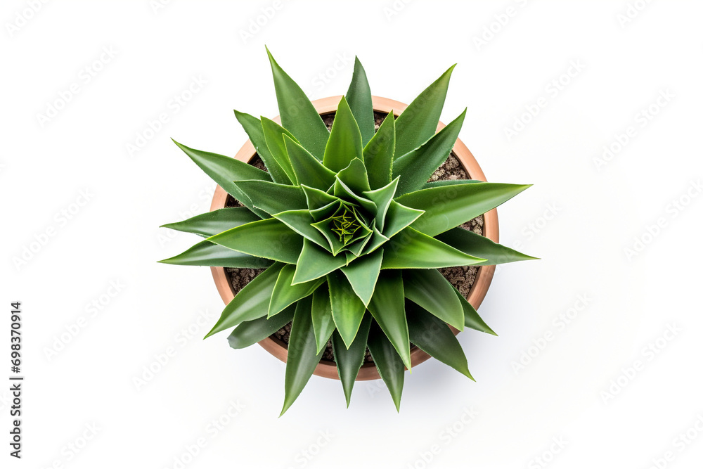 Top View of Agave in Pot isolated on white background Top View of Agave in Pot isolated on white background