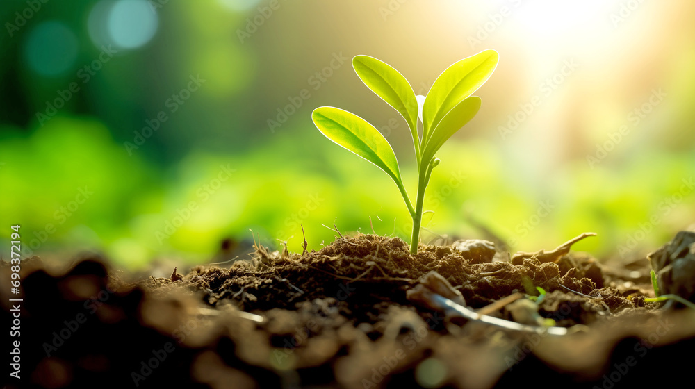 New Life. A Green Sprout Has Grown and Reaches for the Sun.