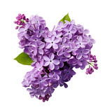 Lilac, PNG image