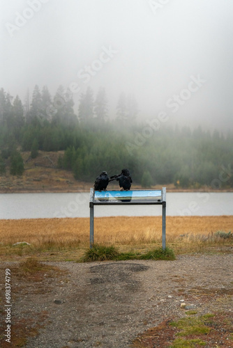 Northern Raven (Corvus corax) in Yellowstone National Park USA