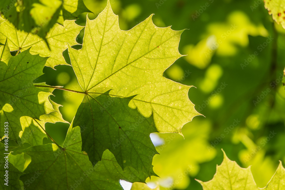 Summer branches of maple tree with fresh green leaves Summer branches of maple tree with fresh green leaves