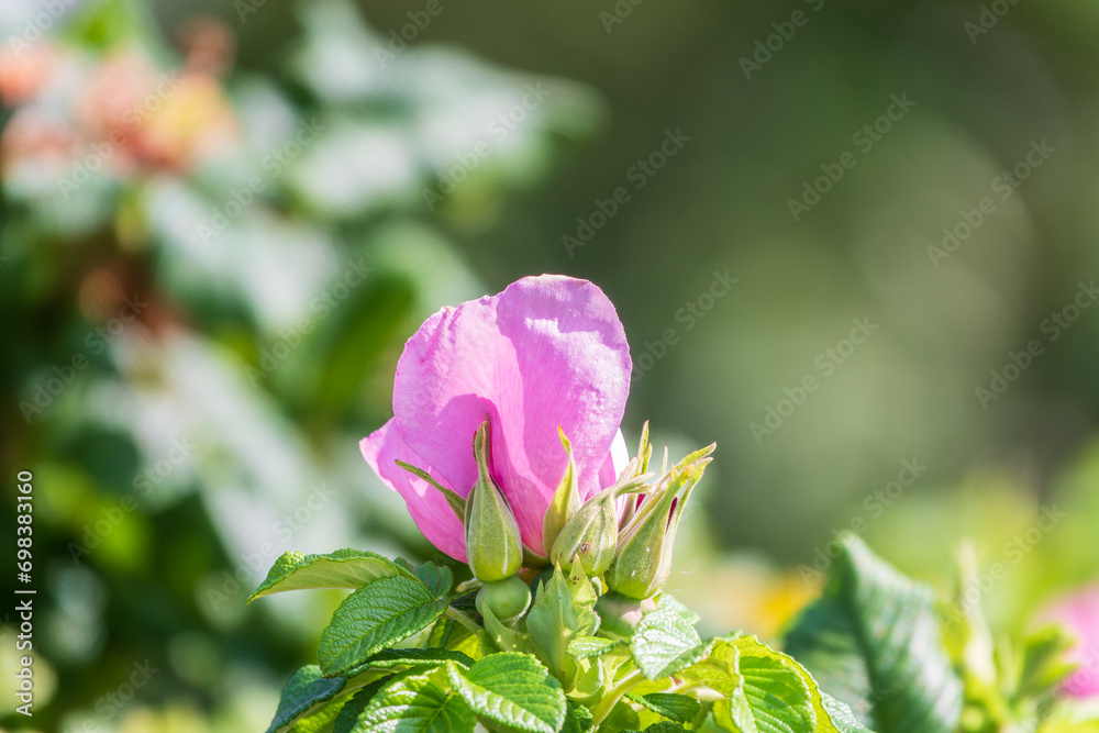 Blooming rosehip flower, beautiful pink flower on a bush branch. Beautiful natural background of blooming greenery. Blooming rosehip flower, beautiful pink flower on a bush branch. Beautiful natural background of blooming greenery.