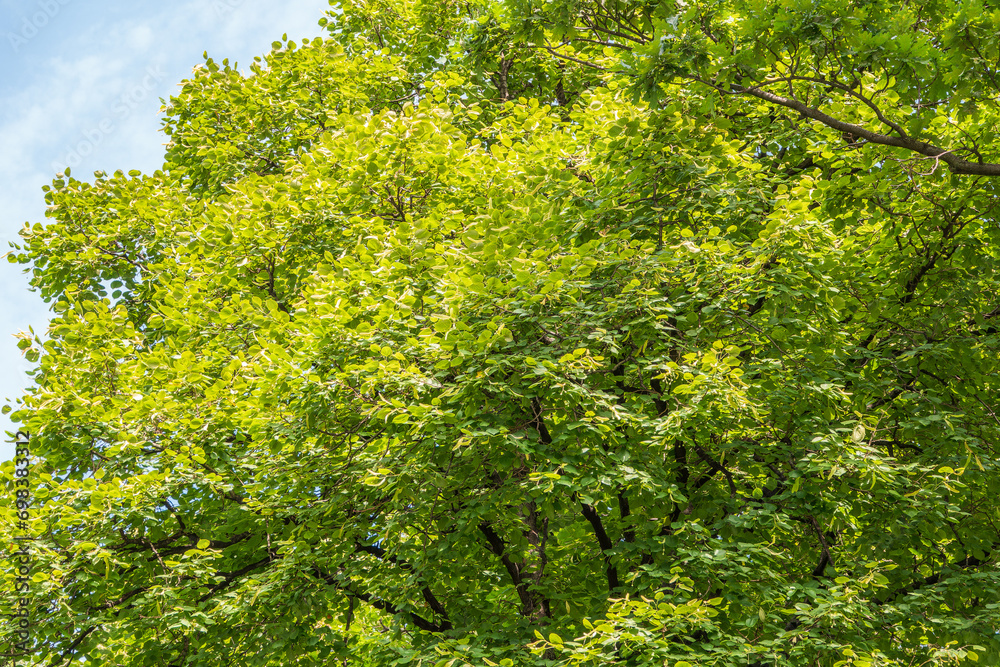 Nature of green leaf in garden at summer. Natural green leaves plants using as spring background cover page environment ecology Nature of green leaf in garden at summer. Natural green leaves plants using as spring background cover page environment ecology