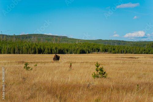 Bison at Upper Geyser Basin in Yellowstone National Park photo