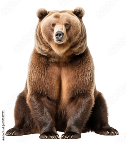 brown bear isolated on white