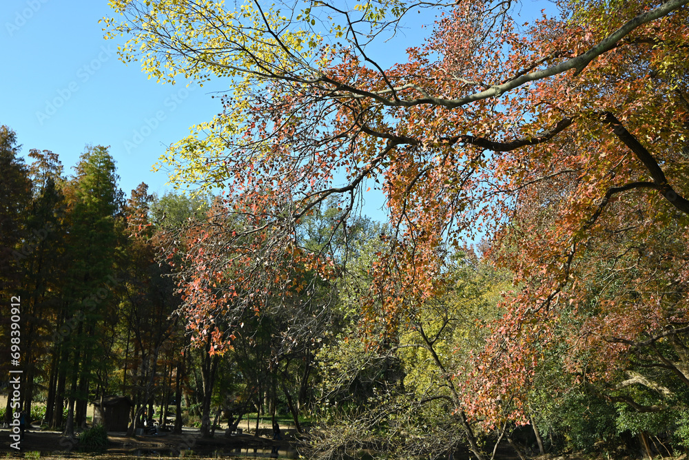 branches with colorful leaves under blue sky in sunny autumn afternoon branches with colorful leaves under blue sky in sunny autumn afternoon