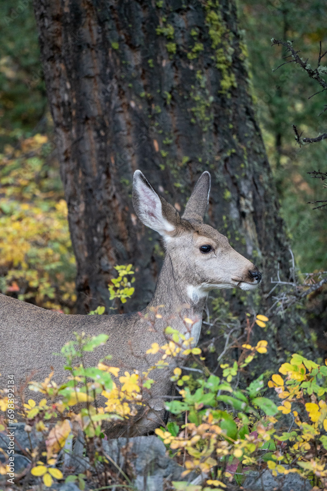 Mule Deer Buck crossing the road Way throw the forest Mule Deer Buck crossing the road Way throw the forest