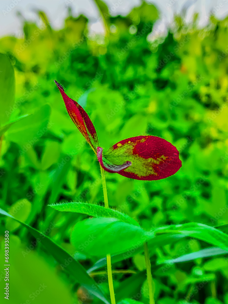 red poppy flower