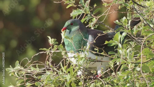 New Zealand Wood Pigeon In The Forest - Close Up photo