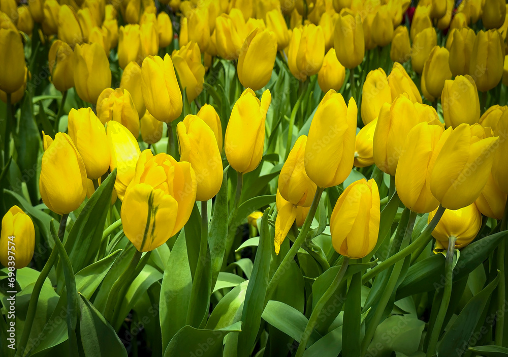 Beautiful of yellow tulips field background blooming in spring season Beautiful of yellow tulips field background blooming in spring season