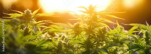 Sativa Splendor Cannabis Flowers at Sunset, Embracing the Beauty of Legal Marijuana. Made with Generative AI Technology