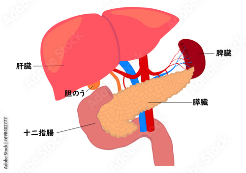 膵臓と肝臓と脾臓と十二指腸の臓器名称
