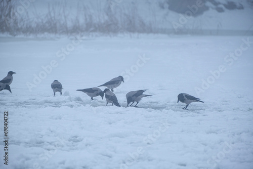 Hooded crows collect the remains of food left by fishermen on the ice of a frozen river photo