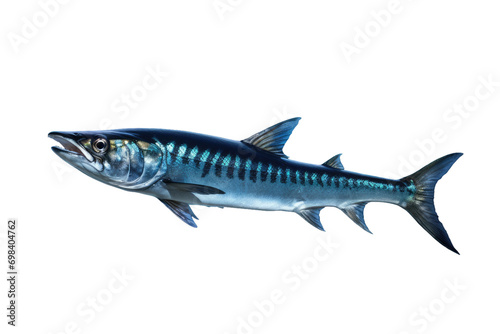 Marine Barracuda Predator Isolated on Transparent Background