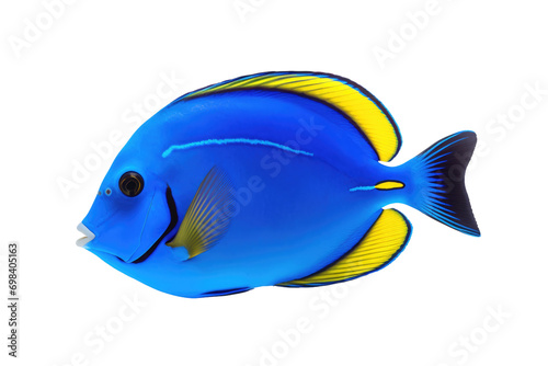 Vibrant Blue Tang Fish Isolated on Transparent Background