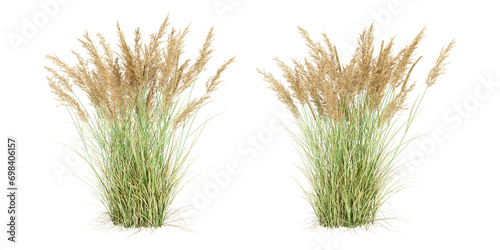 Isolated calamagrostis canadensis or reed on white background photo