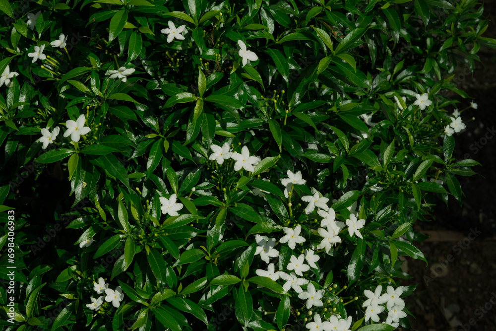 flowers with blue leaves flowers with blue leaves