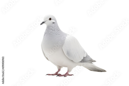 Symbolic Peace Dove Isolated on Transparent Background