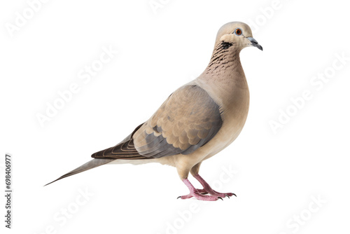 Majestic White Dove Pose Isolated on Transparent Background