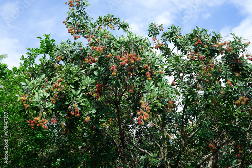 Fresh green rambutans fruit in garden