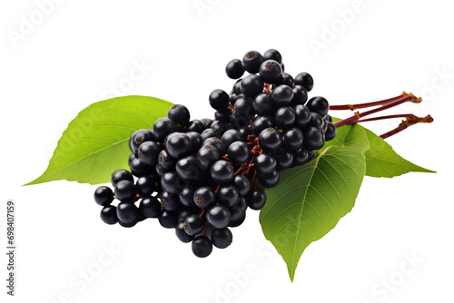 Nutrient-Rich Elderberry Cluster Isolated on Transparent Background