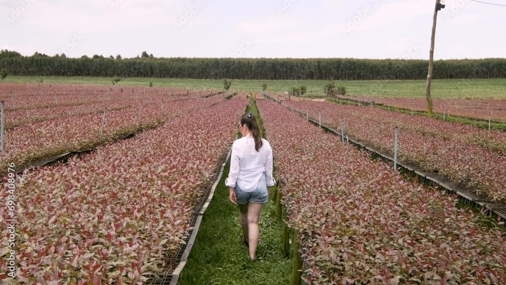 A woman walks in a eucalyptus nursery. Natural medicine industry. Eucalyptus production site for the cellulose industry.