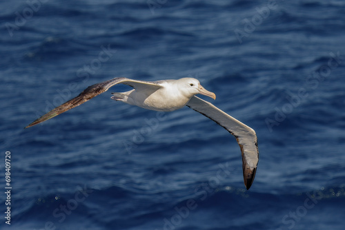 Southern Royal Albatross (Diomedea epomophora), Drake Passage, Antarctica