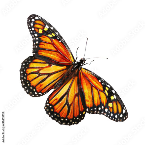 Butterfly Specimen cutout with transparent background © Tejay