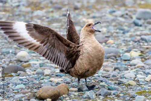 South polar skua (Stercorarius maccormicki), Turret Point, King George Island, Antarctica photo