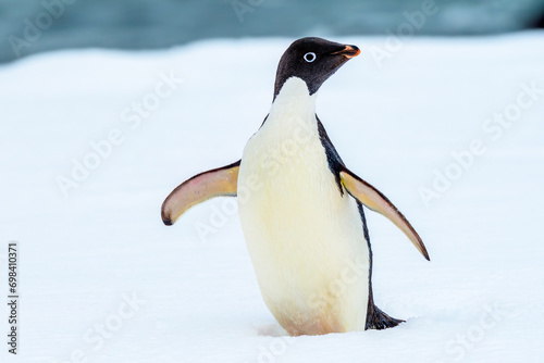 Ad  lie penguin  Pygoscelis adeliae   Detaille island  Antarctica